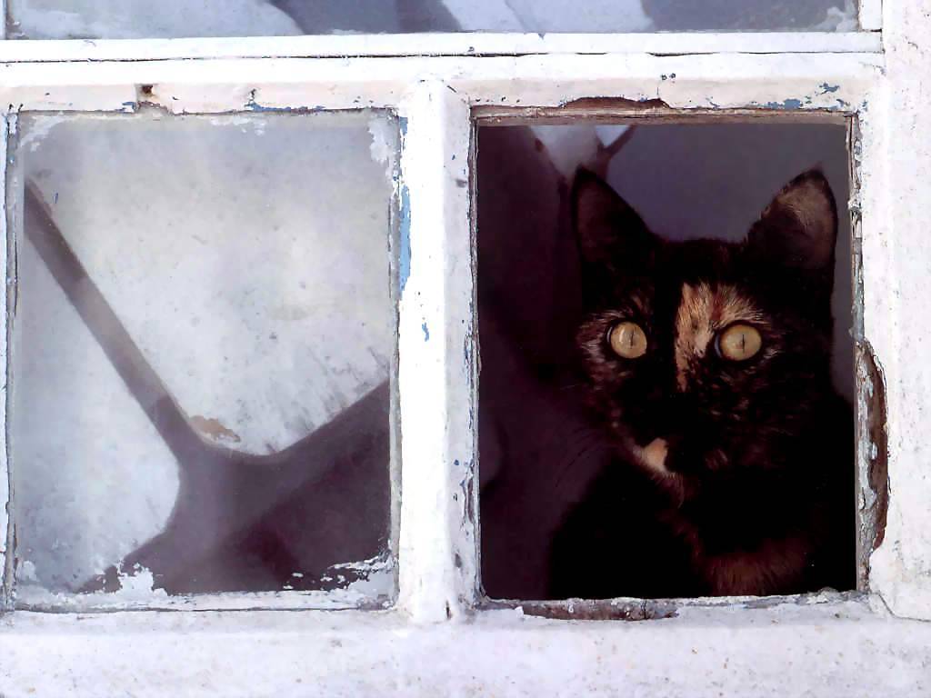Gatti (207)